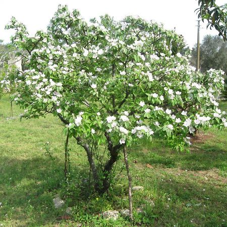 Villa Rita Bed & Breakfast Campi Salentina Dış mekan fotoğraf