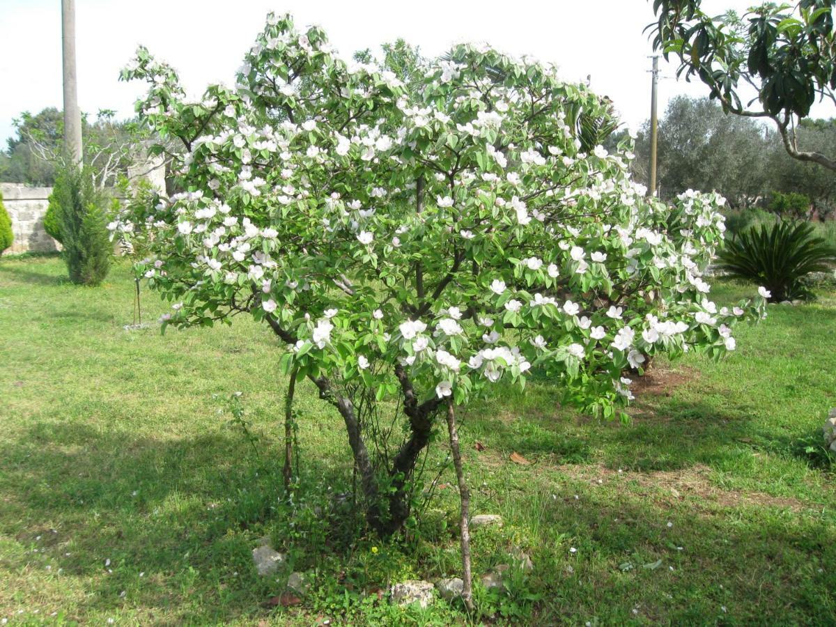 Villa Rita Bed & Breakfast Campi Salentina Dış mekan fotoğraf